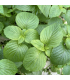 Shiso vert (sachet 15 feuilles)