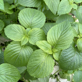 Shiso vert (sachet 15 feuilles) - Ferme urbaine aquaponique à Bordeaux