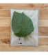Shiso vert (sachet 15 feuilles)