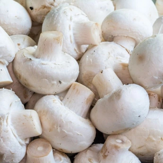 Champignons de paris blanc (300 g) - Ferme urbaine aquaponique à Bordeaux